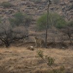 आरे बापरे::सासवडच्या या डोंगरावर जवळील परीसरात बिबट्याचे दर्शन स्थानिक नागरिकांमध्ये भीतीचे वातावरण