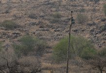 आरे बापरे::सासवडच्या या डोंगरावर जवळील परीसरात बिबट्याचे दर्शन स्थानिक नागरिकांमध्ये भीतीचे वातावरण