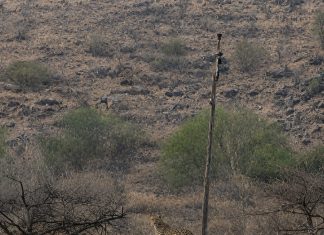 आरे बापरे::सासवडच्या या डोंगरावर जवळील परीसरात बिबट्याचे दर्शन स्थानिक नागरिकांमध्ये भीतीचे वातावरण