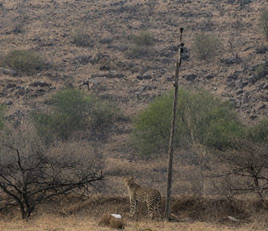 आरे बापरे::सासवडच्या या डोंगरावर जवळील परीसरात बिबट्याचे दर्शन स्थानिक नागरिकांमध्ये भीतीचे वातावरण